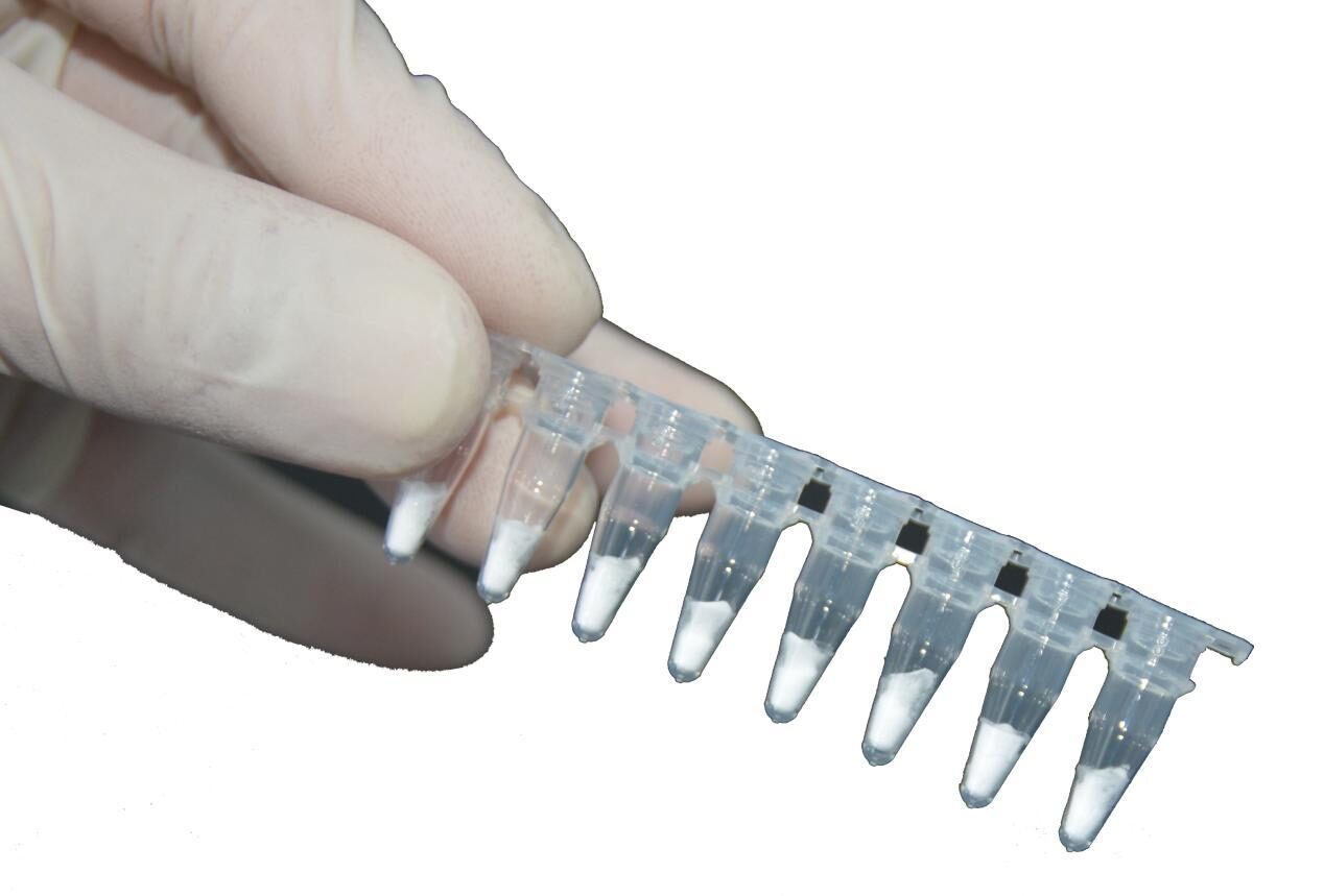 Gloved hand holding an eight-tube strip of lyophilised RAA reagent